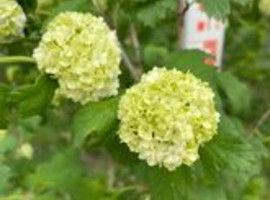 Калина обыкновенная Буль де Неж (Boule de Neige) 100-125