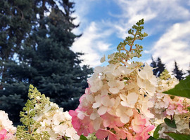 Гортензия метельчатая Ванилла Фрейз (Vanilla Fraise)