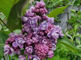 Сирень обыкновенная Ами Шот (Ami Schott), 20-40/40-60, C3