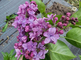Сирень обыкновенная Виолетта (Violetta), 20-40/40-60, C3