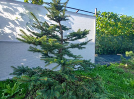 Ель колючая Глаука (Glauca)