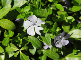 Барвинок Gertrude Jekyll