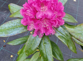 Рододендрон гибридный Пинк Лейди (Pink Lady)