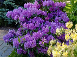 Рододендрон Кэтевбинский Грандифлорум (Catawbiense Grandiflorum)
