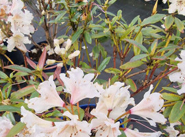 Рододендрон Кэтевбинский Куннингем Вайт (Catawbiense Cunninghams White)