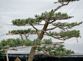 Сосна об. Норски Тип (Norsky Type), 200-250