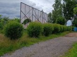 Ива ломкая шаровидная, 250+
