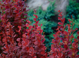 Барбарис Тунберга Атропурпуреа (Atropurpurea), 20-40, C3