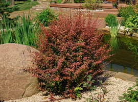 Барбарис Тунберга Атропурпуреа (Atropurpurea), 20-40, C3