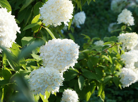 Гортензия метельчатая Грандифлора (Grandiflora)