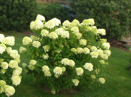 Гортензия метельчатая Лаймлайт (Limelight), С3