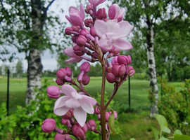 Сирень гиацинтовая Свитхарт (Sweetheart), 150-175