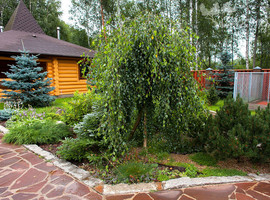 Берёза повислая (Betula pendula) 16/18