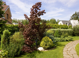 Клен остролистный Роял Ред (Royal Red), 200-250