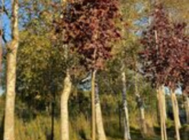 Клен остролистный Роял Ред (Royal Red), 14/16, Sol