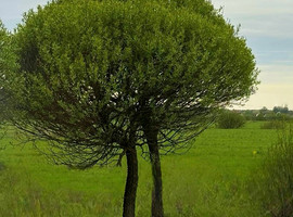 Ива ломкая Булата, С3