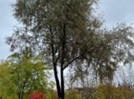 Ива белая серебристая, 400+