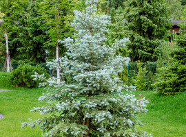 Ель колючая Glauca 175-200, Sol